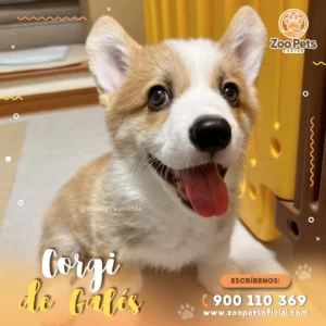 Cachorro Corgi de Gales | Zoo Pets Oficial