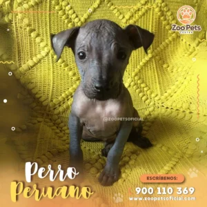 Cachorro Perro Peruano 🐾 | Zoo Pets Oficial