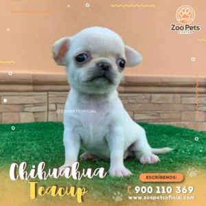 Chihuahua Pelo Corto 🐕 | Zoo Pets Oficial