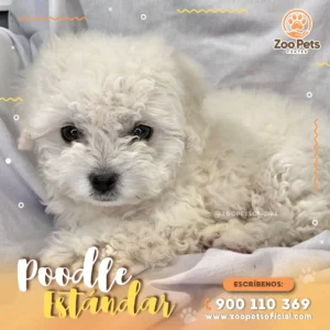 Cachorro Poodle Estándar 🐩 | Zoo Pets Oficial