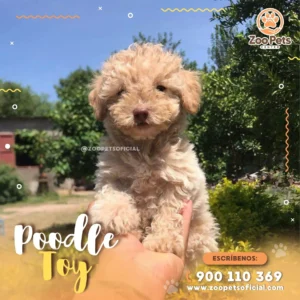 Cachorro Poodle Toy | Zoo Pets Oficial