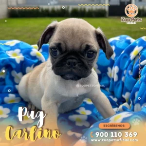 Cachorro Pug Carlino | Zoo Pets Oficial