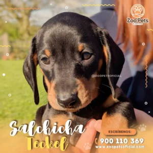Cachorro Salchicha Negro | Zoo Pets Oficial