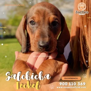 Cachorro Salchicha Chocolate | Zoo Pets Oficial