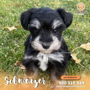 Cachorro Schnauzer 🐾| Zoo Pets Oficial