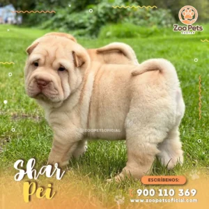 Cachorro Shar Pei  – Zoopets Oficial 🐾
