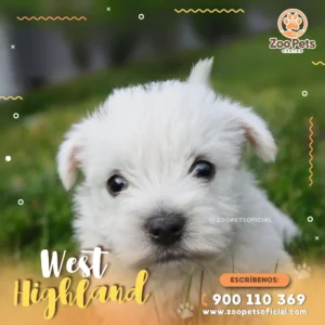 Cachorro Westy (West Highland) 🐶| Zoo Pets Oficial
