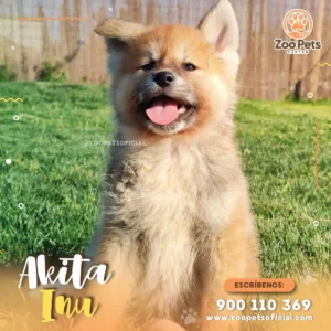 Cachorro Akita Inu | Zoo Pets Oficial