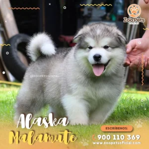 Cachorro Alaska Malamute 🐺 | Zoo Pets Oficial