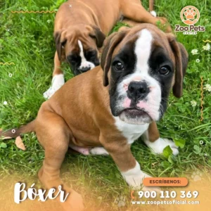 Cachorro Boxer | Zoo Pets Oficial