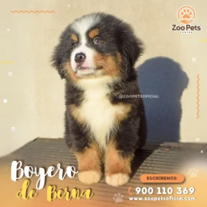 Cachorro Boyero de Berna  |  Zoo Pets Oficial