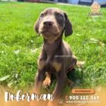 Cachorro Doberman  | Zoo Pets Oficial - Imagen 2