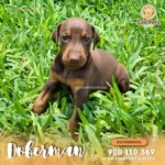Cachorro Doberman  | Zoo Pets Oficial