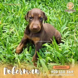 Cachorro Doberman  | Zoo Pets Oficial