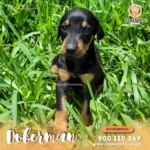 Cachorro Doberman  | Zoo Pets Oficial - Imagen 5