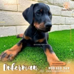 Cachorro Doberman  | Zoo Pets Oficial - Imagen 3