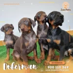 Cachorro Doberman  | Zoo Pets Oficial - Imagen 4
