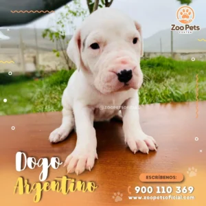 Cachorro Dogo Argentino | Zoo Pets Oficial