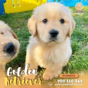 Golden Retriever 🐕 | Zoo Pets Oficial