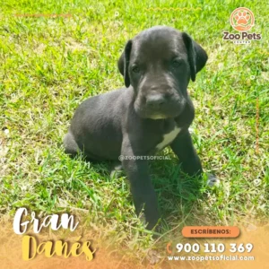 Gran Danés 🦴 | Zoo Pets Oficial