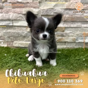 Chihuahua Pelo Largo 🐶 |  Zoo Pets Oficial