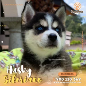 Husky Siberiano | Zoo Pets Oficial