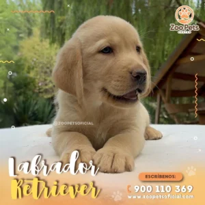 Labrador Retriever | Zoo Pets Oficial