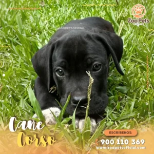 Cane Corso | Zoo Pets Oficial