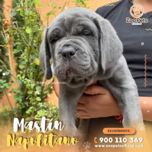 Mastín Napolitano 🐾 | Zoo Pets Oficial