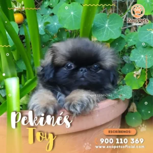 Pekinés 🐶 | Zoo Pets Oficial