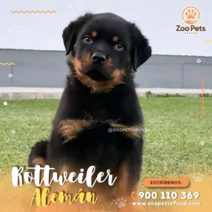 Cachorro Rottweiler Aleman🐾 | Zoo Pets Oficial