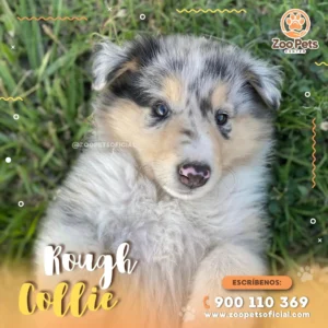 Cachorro Rough Collie 🐾 | Zoo Pets Oficial
