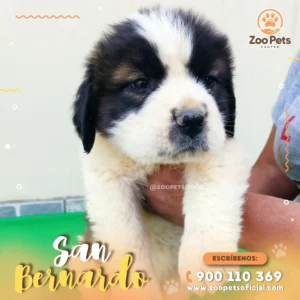 Cachorro San Bernardo 🐕 | Zoo Pets Oficial