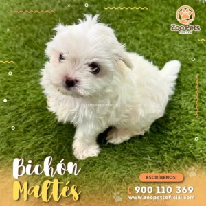 Bichón Maltés de Raza 🐾 |  Zoo Pets Oficial