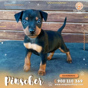 Pinscher Miniatura 🐕 |  Zoo Pets Oficial