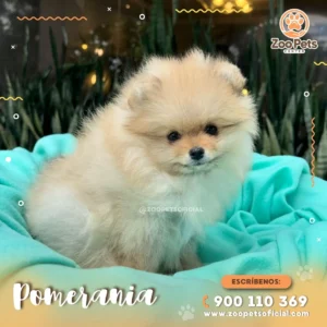 Cachorro Pomeranian | Zoo Pets Oficial