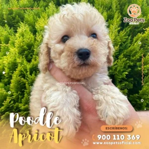 Cachorro Poodle Apricot 🐾 | Zoo Pets Oficial