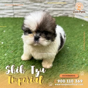 Shih Tzu de Raza 💖 |  Zoo Pets Oficial
