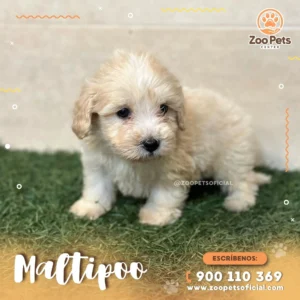 Maltipoo de Raza ✨ | Zoo Pets Oficial