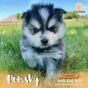 🐾 Pomsky de Raza |  Zoo Pets Oficial