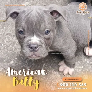 Cachorro American Bully | Zoo Pets Oficial