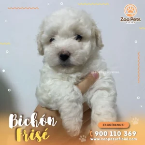 Bichón Frisé 🐩 |  Zoo Pets Oficial