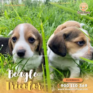 Cachorro Beagle Tricolor | Zoo Pets Oficial