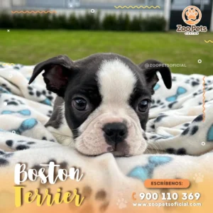 Cachorro Boston Terrier | Zoo Pets Oficial
