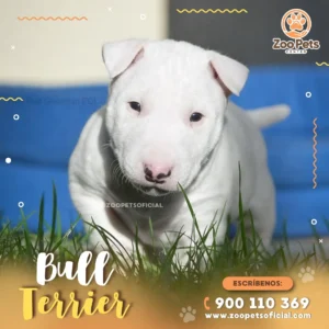 Cachorro Bull Terrier 🐾| Zoo Pets Oficial