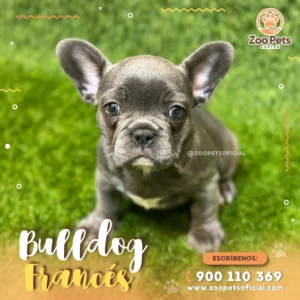 Cachorro Bulldog Francés | Zoo Pets Oficial