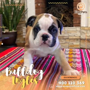 Cachorro Bulldog Ingles  🐾| Zoo Pets Oficial